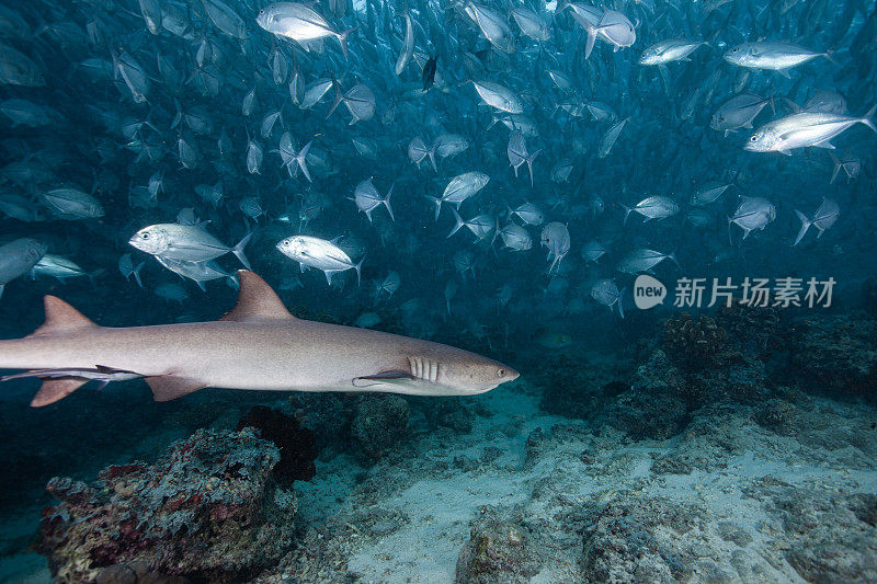 hammerhead shark, reef shark , nurse shark , white shark